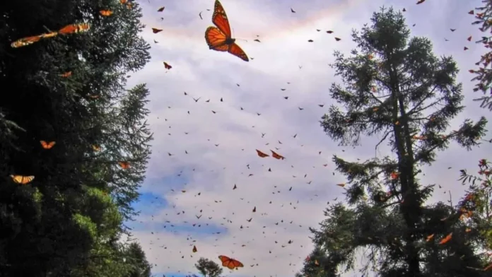 santuarios-de-la-mariposa-monarca-en-estado-de-mexico-y-michoacan
