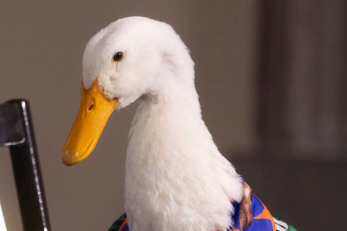 pato-merlin-sheinbaum-1-1536x1024