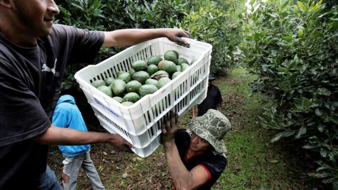aguacate-exportaciones-eu-michoacan-105244-1024x576