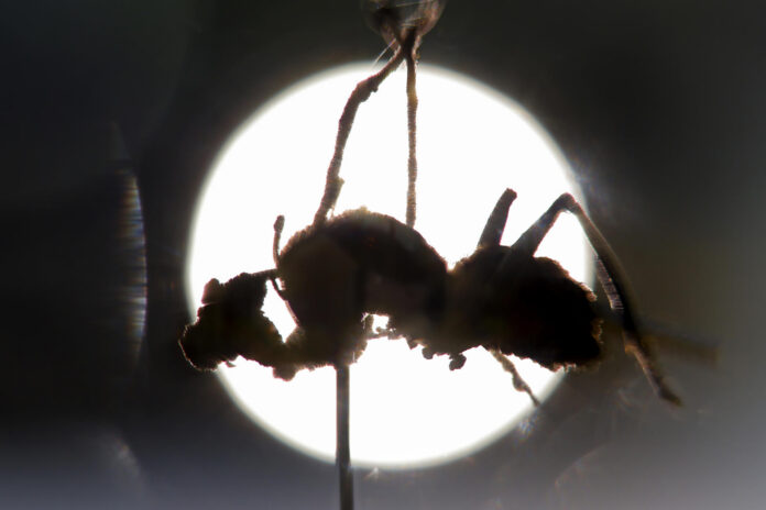 Descubren en México seis hongos zombis, uno bautizado en honor a Guillermo del Toro